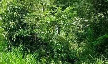 Imagem 6: Área de terra bairro Joaneta, Picada Café.RS REF: 473