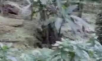 Imagem 7: Terreno Serra Teresópolis Guapimirim Condomínio Fechado Murado