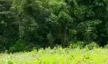 Imagem 3: Terrenos paa casa de campo, Ibiúna - SP