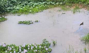 Imagem 3: Chácara á Venda em Itaberai/Go 5 alqueires e 30 litros
