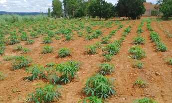 Imagem 4: Fazenda Amorinopolis