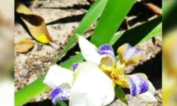 Imagem 6: Vendo ou troco -pousada juntamente com uma casa ao lado em Subauma - Ba