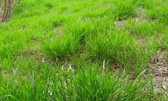 Imagem 3: Fazenda/Sítio/Chácara para venda tem 4200 metros quadrados em Boa Vista - Igaratá - SP