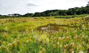 Imagem 5: Excelente Chácara Sem benfeitorias