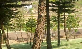 Imagem 6: Terreno/Lote à venda, Bonfim Paulista - Ribeirão Preto/SP