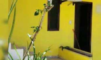 Imagem 5: Vendo ou troco -pousada juntamente com uma casa ao lado em Subauma - Ba