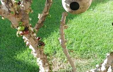 Imagem 7: Casa 3/4 no JD COSTA VERDE perto do ipase com área gourmet