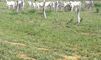 Imagem: Fazenda de 125 alqueires em Bom Jardim de