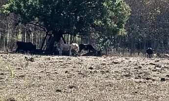 Imagem 5: Sitio em Ruilandia 300 metros da cidade