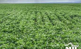 Imagem 4: Fazenda Agrícola em Acreúna-GO. 130 Alqueires (629 Hectares)