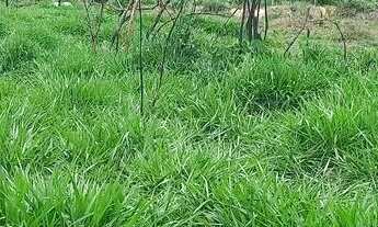 Imagem 4: CHÁCARAS planas, registradas com 1000Mts, 2x= de R$10.000,00 mais parcelas