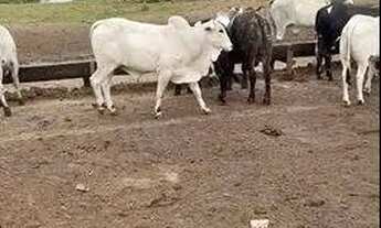 Imagem 5: Fazenda à Venda em Iporá GO | 107 Alqueires