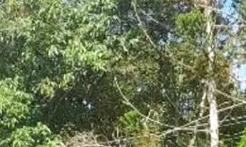 Imagem 5: Sítio em Bairro dos Mineiros - Bairro dos Mineiros - Angatuba/SP