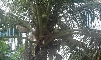 Imagem 6: Vendo casa no distrito do sucuri