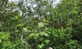 Imagem 5: Chácara de 58ha em Acorizal 360m Beira Rio Cuiabá (Estr. Acorizal - Baús