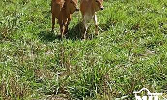 Imagem 2: Fazenda p/ Soja em Guaraí-TO. > 545 Alq. (2.637 Há