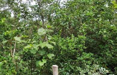 Imagem 3: Chácara de 58ha em Acorizal 360m Beira Rio Cuiabá (Estr. Acorizal - Baús