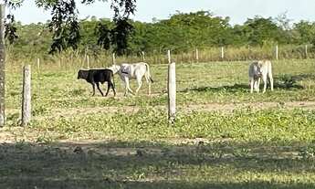 Imagem: FAZENDA Á VENDA EM CORUMBÁ - MS - 7.976,21