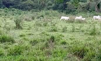 Imagem 3: Sitio 7 Alqueires,Terra de Cultura ,25 minutos Major Prates.