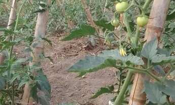 Imagem 6: Fazendinha 84 Hectares, Poço,Casa sede, Plantação Tomate!!