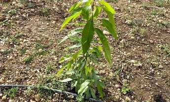 Imagem 6: Lote no condomínio Estância Real