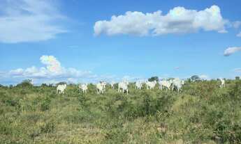 Imagem 7: Fazenda 356,85 ha - Brasilândia de Minas - MG- Estuda Permuta