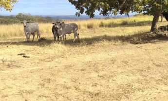 Imagem: Vende-se uma excelente fazenda de 530 hectares