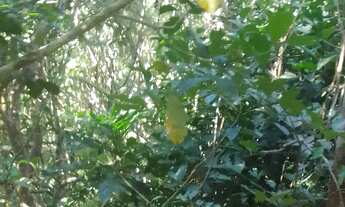 Imagem 4: Terreno disponível para venda, um investimento a longo prazo, Ratones, Florianópolis/SC