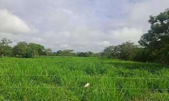 Imagem 7: Vendo excelente sítio as margens do São Francisco