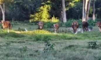 Imagem 7: Chácara pesqueira com 5.5 hectares de porteira fechada no barranco alto 2