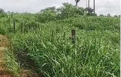 Imagem 7: Fazenda de 126 alqueires (302,4 Hectares) para dupla aptidão