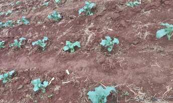 Imagem 5: Sitio em cajuru 2.87 alqueires 650.000.00 ( junio-ca