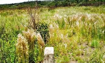 Imagem 7: Excelente Chácara Sem benfeitorias