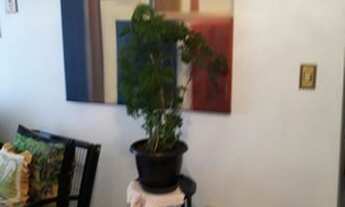 Imagem 4: Apartamento com 2 dorm. no Jardim Umarizal