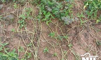 Imagem 3: Fazenda p/ Soja em Guaraí-TO. > 545 Alq. (2.637 Há