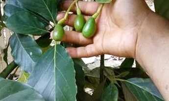 Imagem 5: Casa em franco da rocha