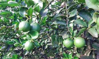 Imagem: Chacara 2 linhas