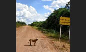 Imagem 6: Vendo esse terreno BR 319