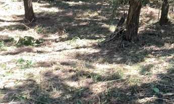 Imagem 2: VENDO CHÁCARA 5000M² EM CORREGO 7 (LER DESCRIÇÃO ANÚNCIO