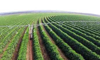 Imagem: Buritizeiro/MG- Fazenda de Café de 2.050,00