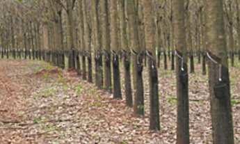 Imagem 2: Seringueira em Nhandeara