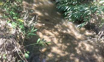 Imagem 4: Chácara de 4.8 hectares ( 1 alqueire