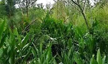 Imagem 7: Área de terra bairro Joaneta, Picada Café.RS REF: 473