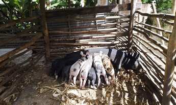 Imagem 4: Venda-se está propriedade de 2,5 ( dois Alqueires e meio) no Município de Muqui/ES