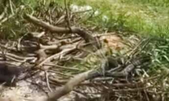 Imagem 4: Vendo lote no bairro nossa senhora de Fátima Planaltina df