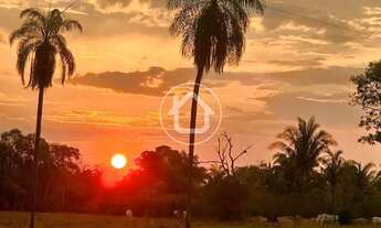 Imagem 5: ANO TODO PASTO VERDE