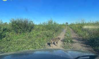 Imagem 5: FAZENDA Á VENDA EM CORUMBÁ - MS - 7.976,21 HECTARES - (PECUÁRIA