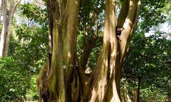 Imagem 2: VENDO FAZENDA EM ALEGRE, ES