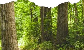 Imagem: LOTE/TERRENO EM SOROCABA-BRIGADEIRO TOBIAS