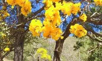 Imagem 4: Oportunidade!chácara 40 mil metros fora reserva!